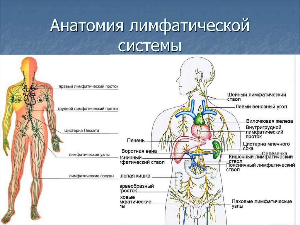 Лимфоузлы на теле женщины схема. Лимфатическая система человека анатомия лимфатическая система. Схема строения лимфоидной системы человека. Строение лимфатической системы человека. Лимфатическая система человека рис 61.