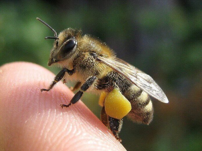 пчелка и пыльца
