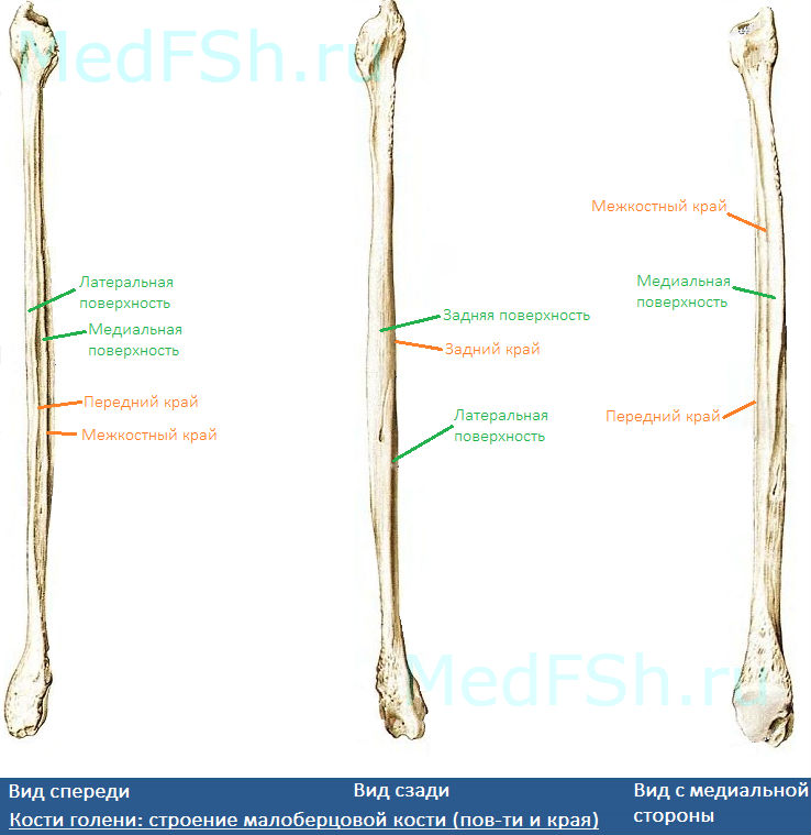 Кости голени: строение малоберцовой кости (поверхности и края)