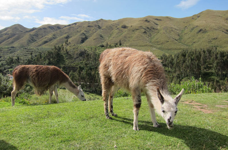 Ламы – исключительно травоядные животные