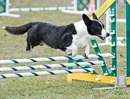 Een Welsh Corgi Cardigan springt over een agility obstakel.