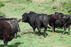 Een zwarte stier omringd door zwarte koeien die staan te grazen.