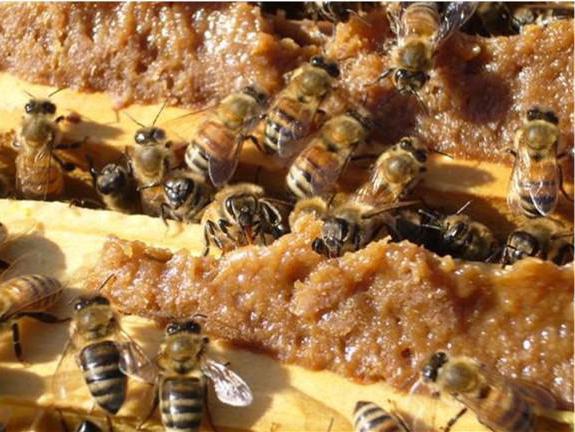 пыльца пчелиная полезные свойства как принимать 